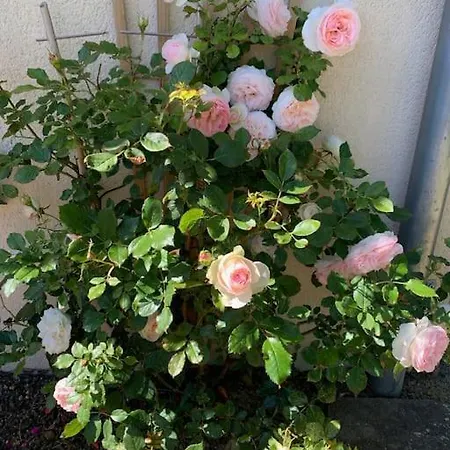 Bed and Breakfast Maudon Coeur De Baie Ponts